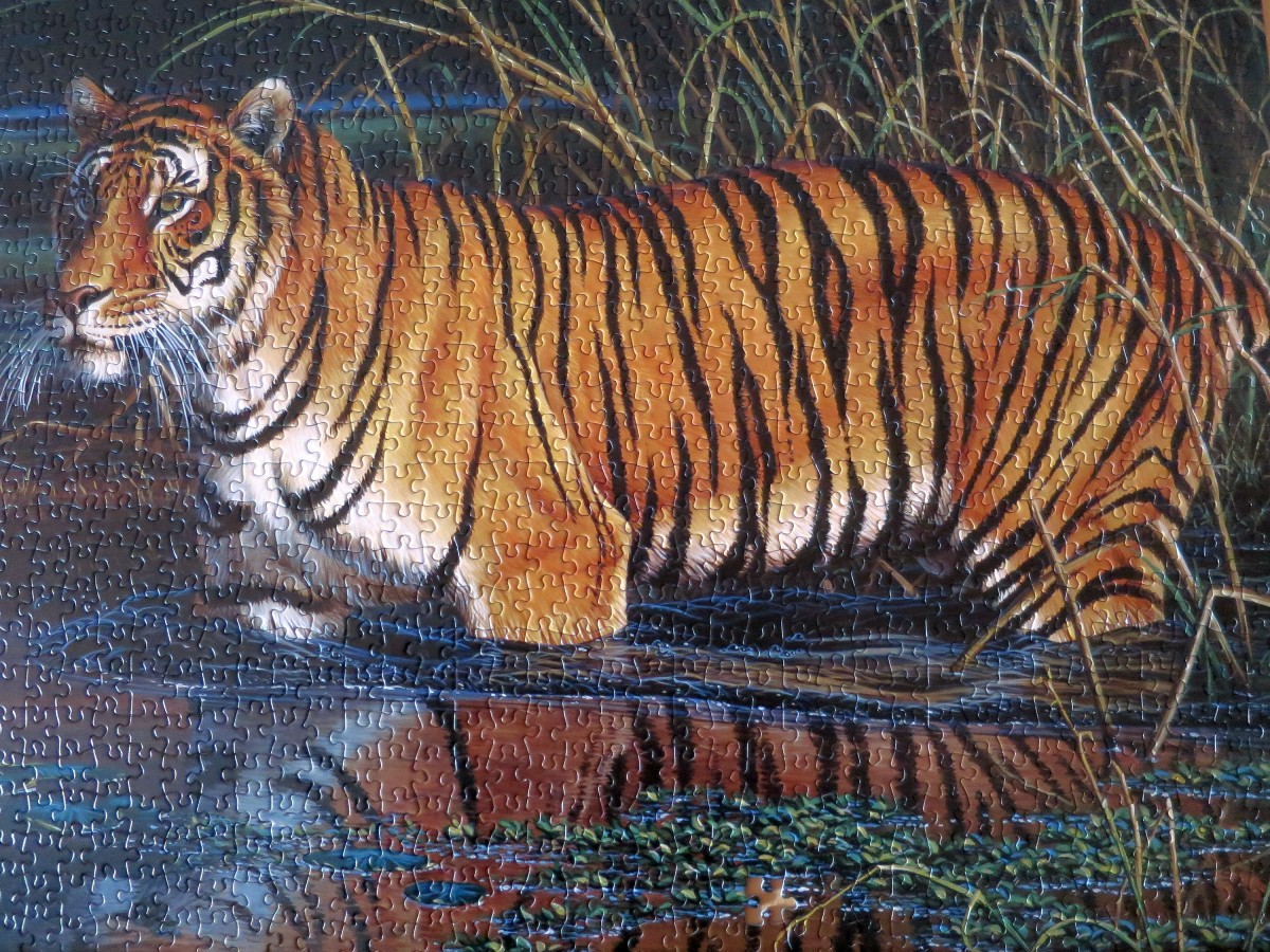 Schmidt Puzzle 1000 Teile : Tiger
