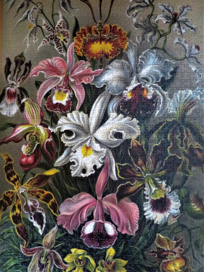 Grafika Art collection: Ernst Haeckel : Orchideen