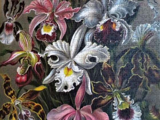Grafika Art collection: Ernst Haeckel : Orchideen