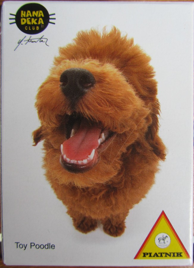 PIATNIK 501692 Toy Poodle (HANA DEKA Hunde) 54