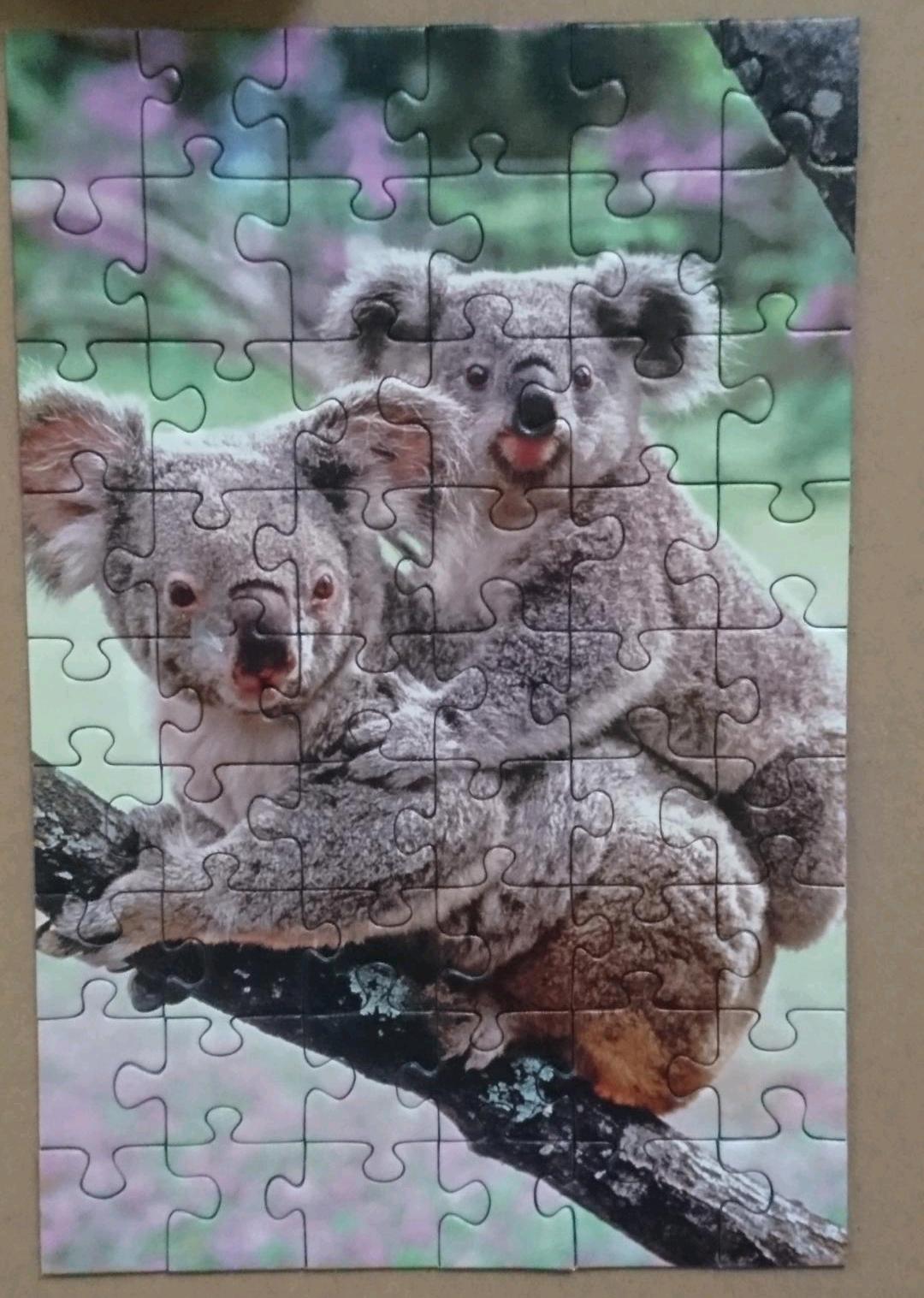 Koalas