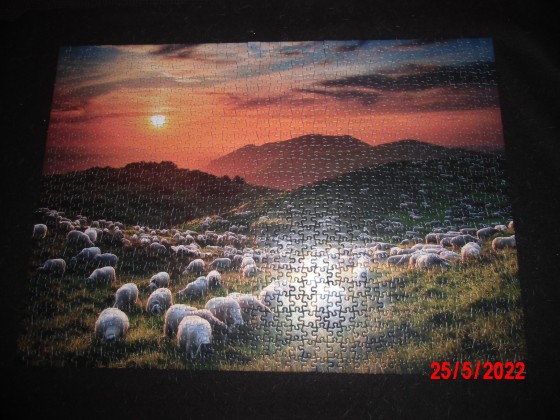 Sheeps on Vulkano
