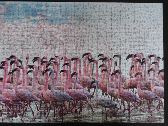 Rosarote Flamingos