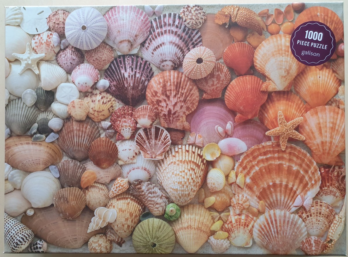Vibrant Seashells0