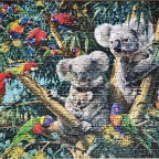 Koalas im Baum