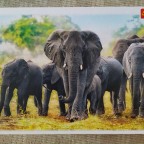 African elephants, 1000 Teile (Trefl)