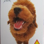 PIATNIK 501692 Toy Poodle (HANA DEKA Hunde) 54