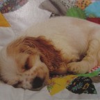 (RESERVIERT f. Eselfan) FX SCHMID 93317.6 Schlafender Hund (Sweeties) 54 Teile