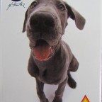 PIATNIK 501692 Greyhound (HANA DEKA) 54