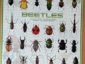 Beetles-Eurographics-1000 Teile