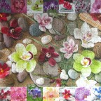 Orchideen	1000	SCHMIDT	©Assaf Frank	Premium Quality	59632	693 x 493	Breit	Bestand Nr. 153 2153