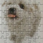 (Hund 2) 54 PIATNIK 2006 (Hana Deka Mix) Nr. 501890 Hoch Bestand Nr. 138 2285