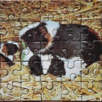 4 Mini Puzzle - Meerschweinchen
