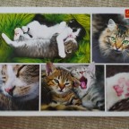 Just cat things - Collage, 1500 Teile (Trefl)