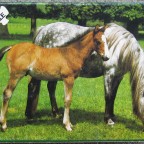 (RESERVIERT f. Eselfan) Pferd mit Fohlen	54	FX SCHMID	Tony Stone	Mini-Puzzle	93291	Quer 12,5 x 17,5		Bestand Nr. 088 2235