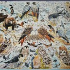 Birds of Prey