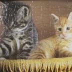 Tiere	99	WILD HORSE			8009904	Breite 30 x 22	Bestand Nr. 163 2529