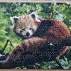 Roter Panda