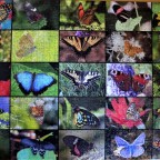 Grafika 1000Teile Collage Schmetterlinge
