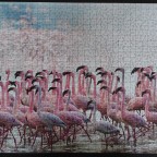 Rosarote Flamingos
