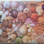 Vibrant Seashells0