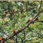 Scarlet Macaws